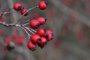 Rose-Hip